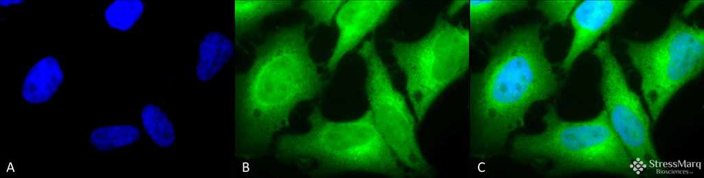  - HO-1 Antibody ASM10370